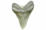 Fossil Megalodon Tooth - North Carolina #368044-1